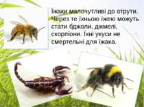 Їжаки малочутливі до отрути. Через те їхньою їжею можуть стати бджоли, джмелі...