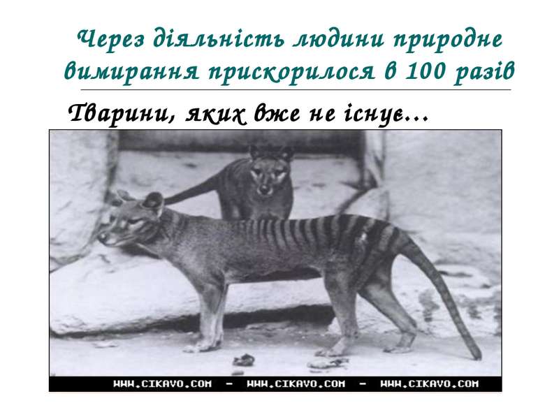 Через діяльність людини природне вимирання прискорилося в 100 разів Тварини, ...