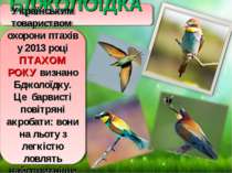 БДЖОЛОЇДКА Українським товариством охорони птахів у 2013 році ПТАХОМ РОКУ виз...