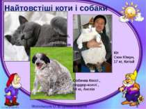 Найтовстіші коти і собаки Кіт Хіммі, 21 кг, Австралія Кіт Сюн Южун, 17 кг, Ки...