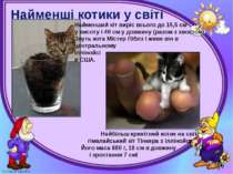 Найменші котики у світі Могильська О. В. Цікаве з життя собак і котів, 2014 р...