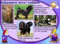 Найдоржчі коти і собаки Могильська О. В. Цікаве з життя собак і котів, 2014 р...