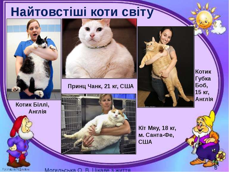 Найтовстіші коти світу Котик Біллі, Англія Принц Чанк, 21 кг, США Кіт Мяу, 18...
