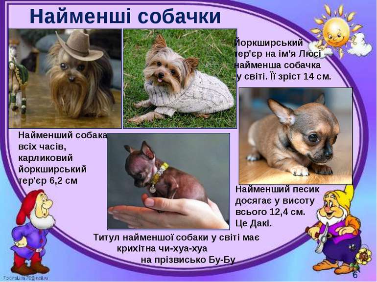 Найменші собачки Могильська О. В. Цікаве з життя собак і котів, 2014 р. Найме...