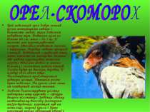 Цей невеликий орел добре знаний усіма мешканцями савани і більшістю людей, як...