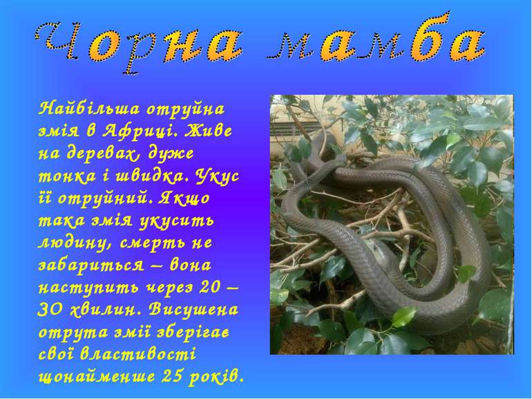 Найбільша отруйна змія в Африці. Живе на деревах, дуже тонка і швидка. Укус ї...