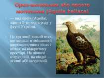 — вид орлів (Aquila), один з 5-ти видів роду у фауні України. Це крупний хижи...