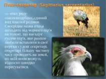 — птах ряду соколоподібних,єдиний вид власної родини. Своєрідна назва птаха п...