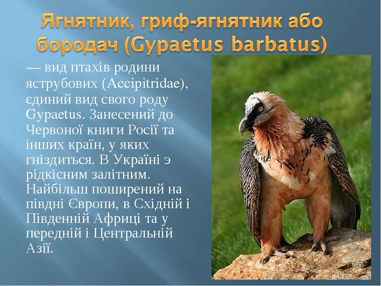 — вид птахів родини яструбових (Accipitridae), єдиний вид свого роду Gypaetus...