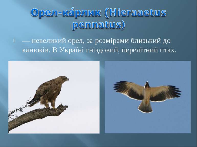 — невеликий орел, за розмірами близький до канюків. В Україні гніздовий, пере...