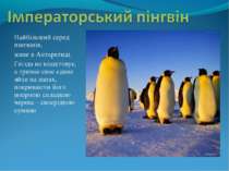 Найбільший серед пінгвінів, живе в Антарктиді. Гнізда не влаштовує, а тримає ...