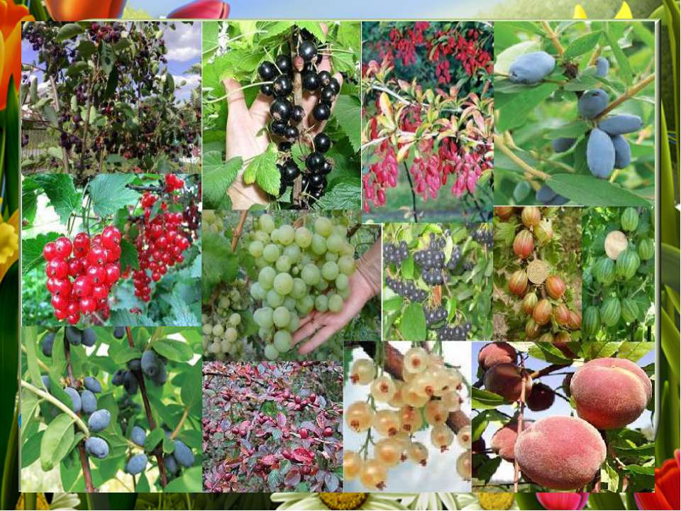 Сорта плодово ягодные культур