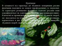 Фунгіциди: В залежності від характеру дії збудників захворювань рослин фунгіц...