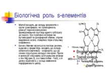 Біологічна роль s-елементів Магній входить до складу ферментів з групи трансф...