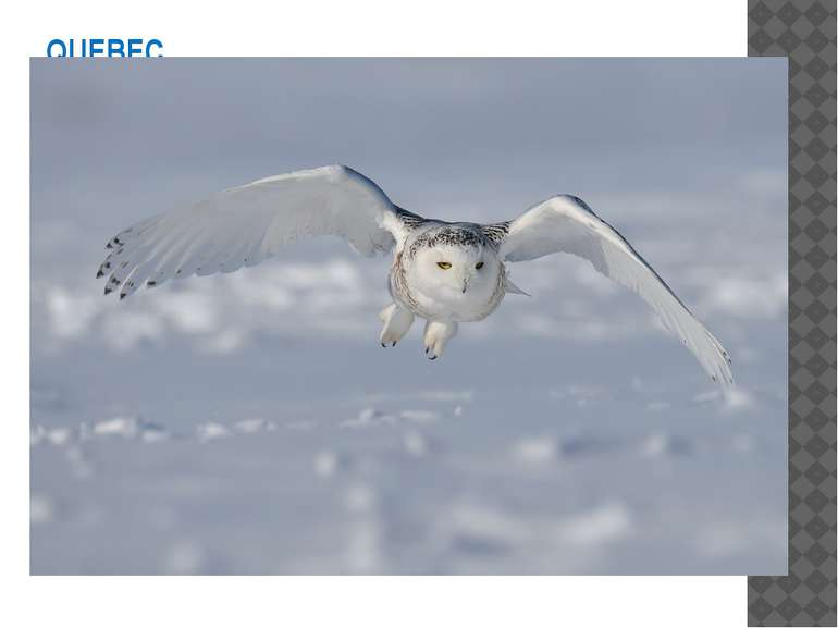 QUEBEC L'emblème aviaire