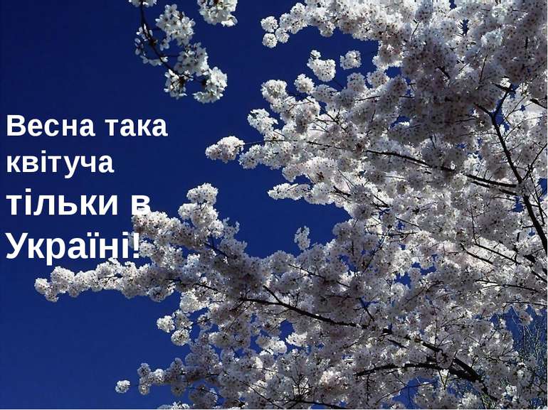 Весна така квітуча тільки в Україні!