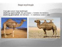 Види верблюдів Існує два сучасні види верблюдів: верблюд одногорбий, або дром...