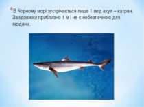 В Чорному морі зустрічається лише 1 вид акул – катран. Завдовжки приблизно 1 ...