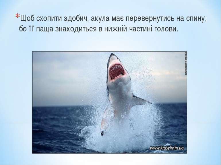 Щоб схопити здобич, акула має перевернутись на спину, бо її паща знаходиться ...