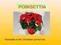 Poinsettia is the Christmas symbol too.
