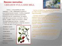 Вишня звичайна CERASUS VULGARIS MILL Світло - і теплолюбна рослина заввишки 3...