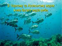 В Чорному та Азовському морях живе багато видів риби.