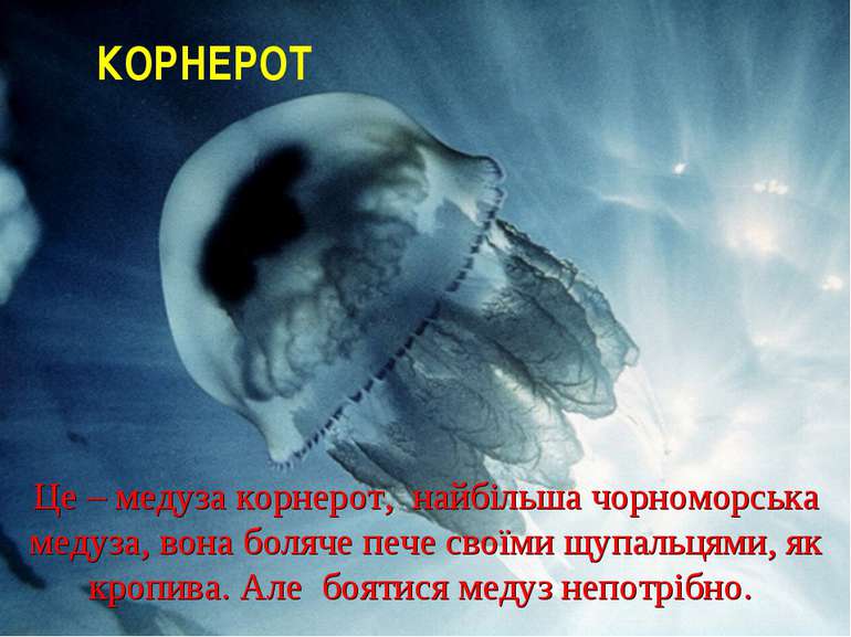 Це – медуза корнерот, найбільша чорноморська медуза, вона боляче пече своїми ...