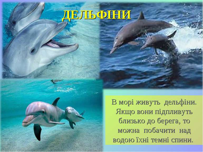 В морі живуть дельфіни. Якщо вони підпливуть близько до берега, то можна поба...