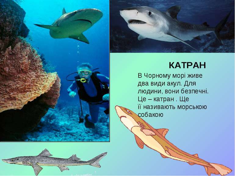 КАТРАН В Чорному морі живе два види акул. Для людини, вони безпечні. Це – кат...