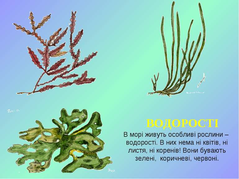 ВОДОРОСТІ В морі живуть особливі рослини – водорості. В них нема ні квітів, н...