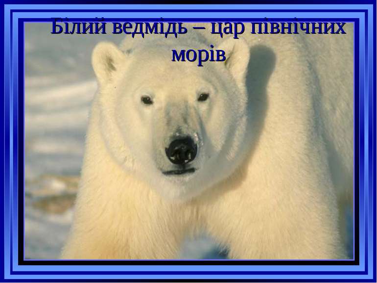 Білий ведмідь – цар північних морів