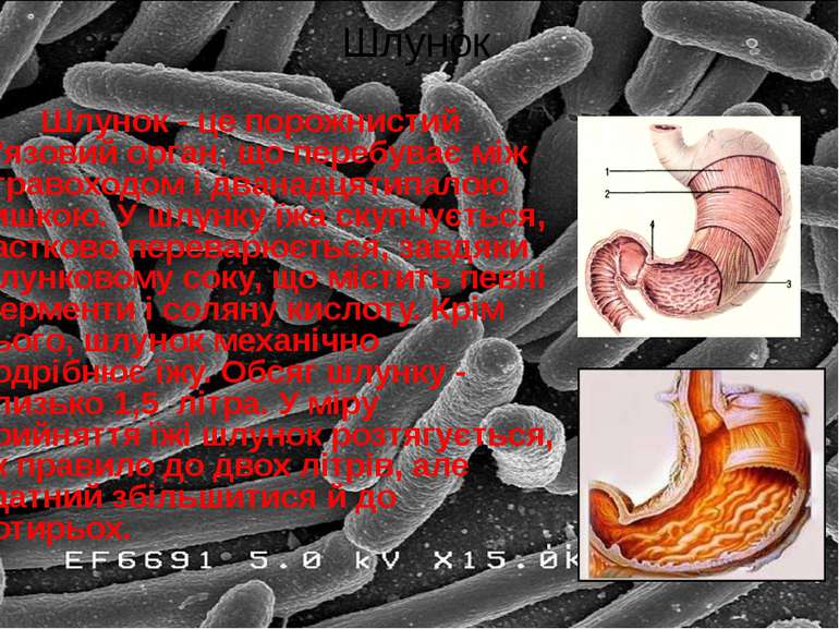 Шлунок - це порожнистий м'язовий орган, що перебуває між стравоходом і дванад...