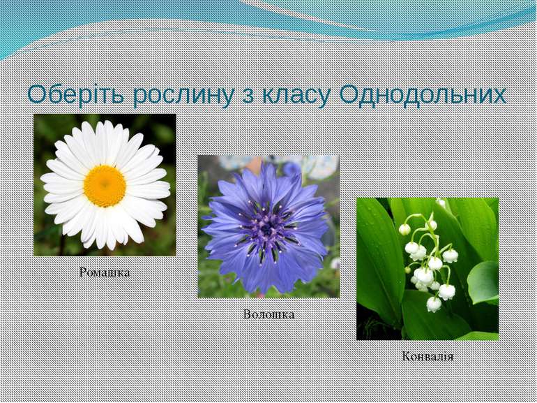 Листя якої рослини має сітчасте жилкування? Тюльпан Шафран Каштан