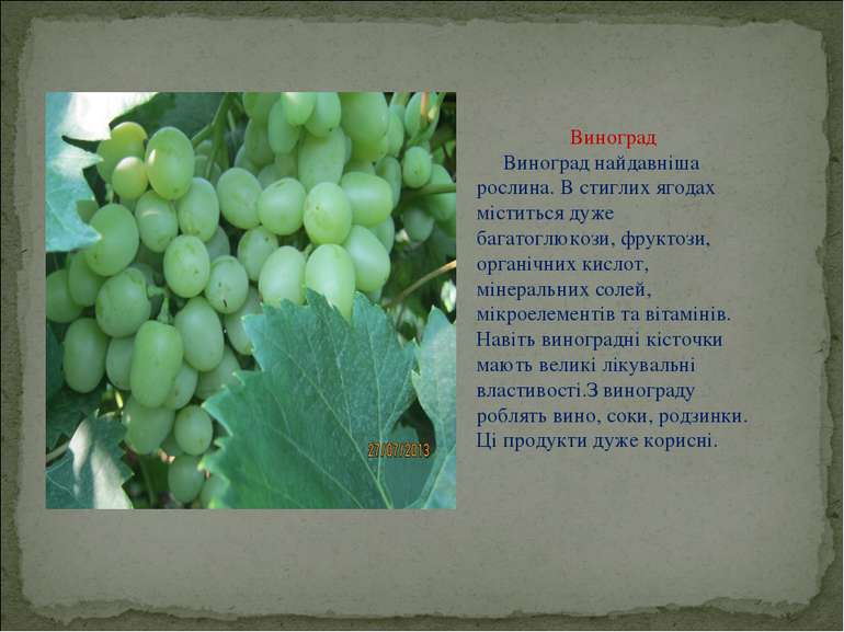 Виноград Виноград найдавніша рослина. В стиглих ягодах міститься дуже багатог...