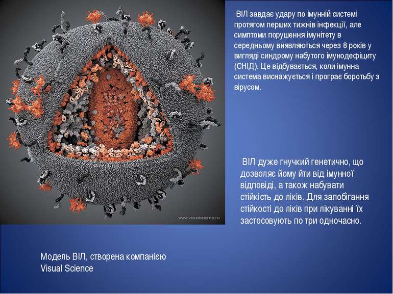 Модель ВІЛ, створена компанією Visual Science ВІЛ завдає удару по імунній сис...