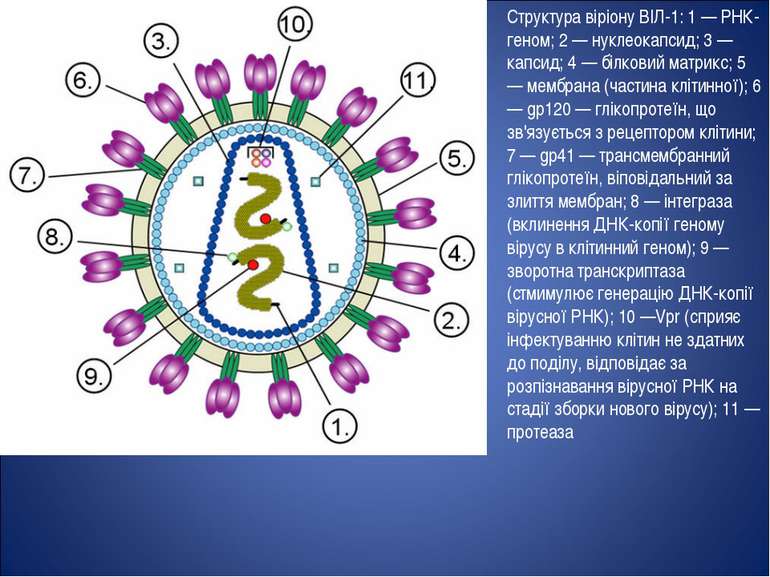 Структура віріону ВІЛ-1: 1 — РНК-геном; 2 — нуклеокапсид; 3 — капсид; 4 — біл...