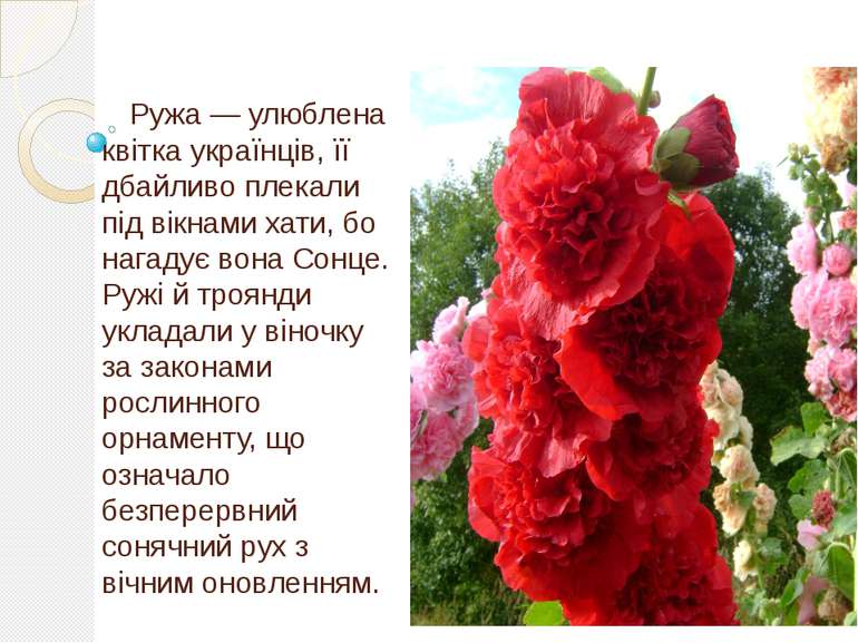 Ружа — улюблена квітка українців, її дбайливо плекали під вікнами хати, бо на...