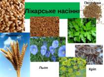 Лікарське насіння Пшениця Льон Петрушка Кріп
