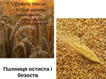 Пшениця остиста і безоста