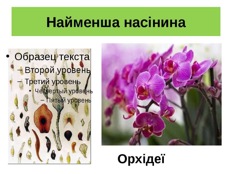 Найменша насінина Орхідеї орхідея