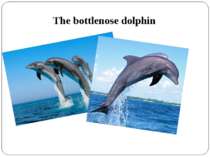 The bottlenose dolphin