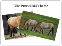 The Przewalski's horse