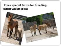 Fines, special farms for breeding, conservation areas