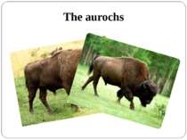 The aurochs