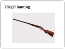Illegal hunting