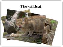 The wildcat