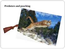 Predators and poaching