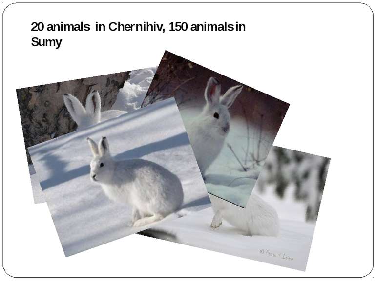 20 animals in Chernihiv, 150 animals in Sumy