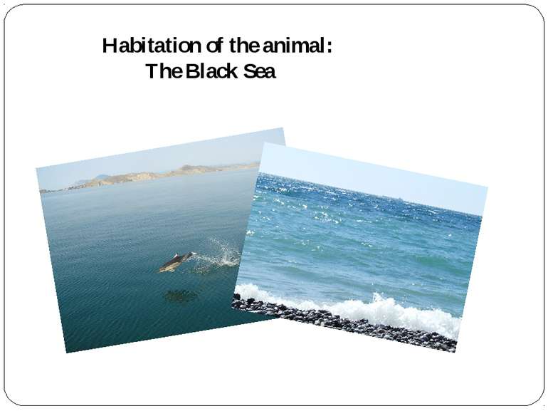 Habitation of the animal: The Black Sea