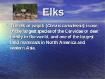 Elks The elk or wapiti (Cervus canadensis) is one of the largest species of t...